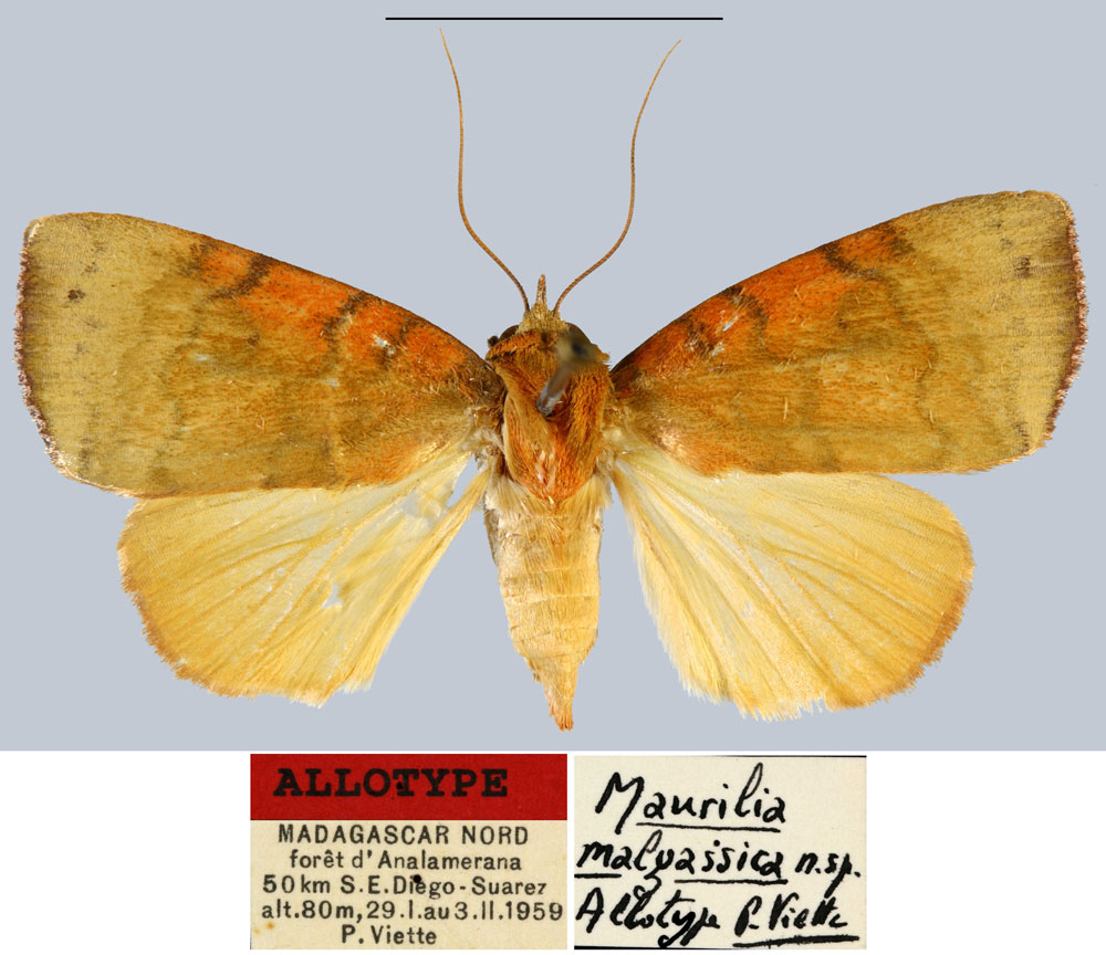 /filer/webapps/moths/media/images/M/malgassica_Maurilia_AT_MNHN.jpg
