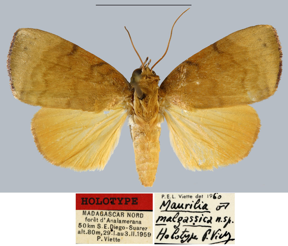 /filer/webapps/moths/media/images/M/malgassica_Maurilia_HT_MNHN.jpg