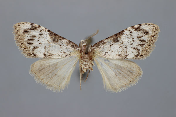 /filer/webapps/moths/media/images/M/malgassica_Meganola_A_BMNH.jpg