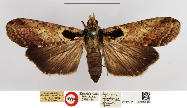 /filer/webapps/moths/media/images/M/malgassica_Nigramma_HT_NHMUK.jpg