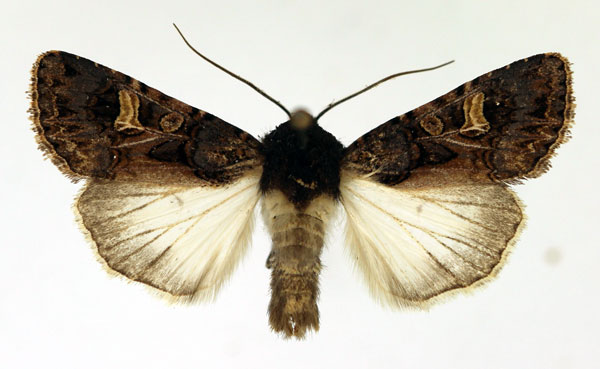/filer/webapps/moths/media/images/M/malgassica_Odontestra_AM_Aulombard.jpg