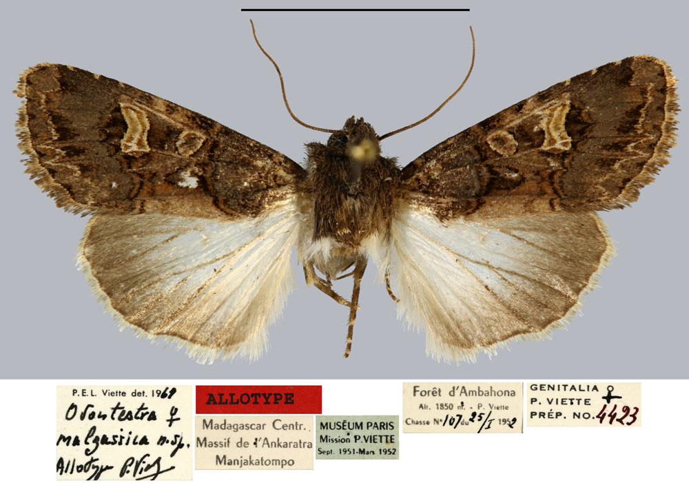 /filer/webapps/moths/media/images/M/malgassica_Odontestra_AT_MNHN.jpg