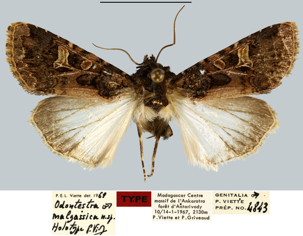 /filer/webapps/moths/media/images/M/malgassica_Odontestra_HT_MNHN.jpg