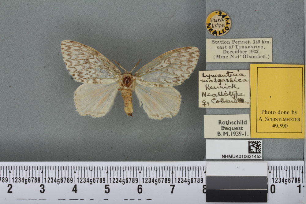 /filer/webapps/moths/media/images/M/malgassica_Orgyia_NAT_BMNHa.jpg