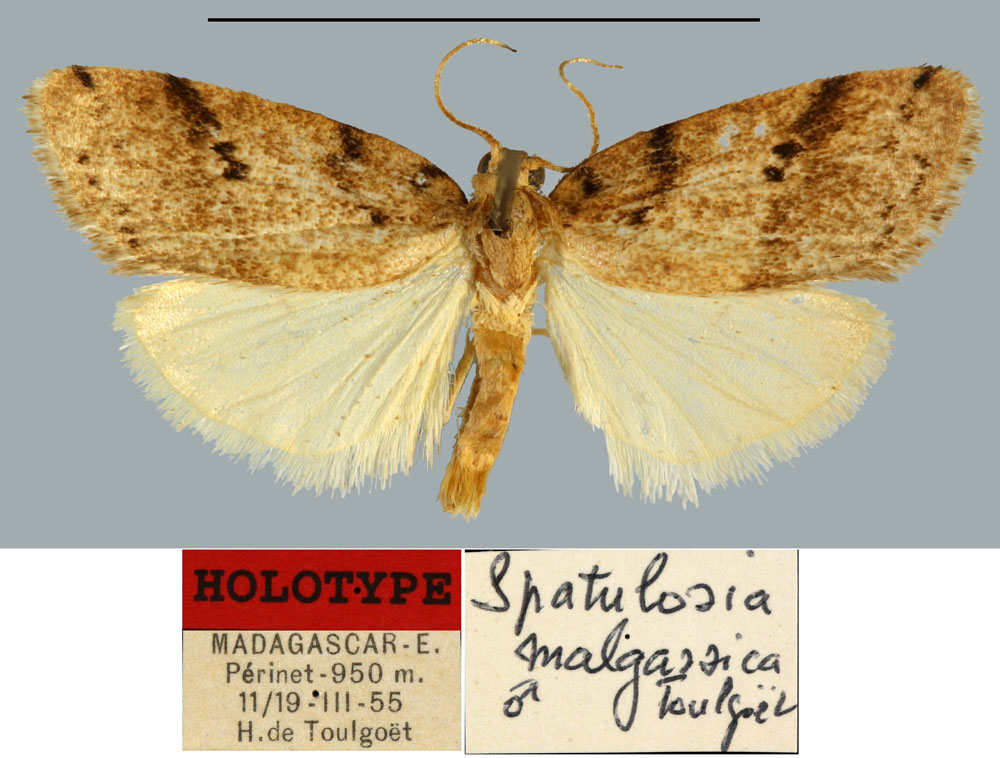 /filer/webapps/moths/media/images/M/malgassica_Spatulosia_HT_MNHN.jpg