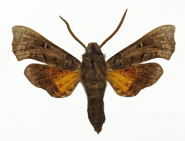 /filer/webapps/moths/media/images/M/malgassica_Sphingonaepiopsis_AM_Basquin_01.jpg