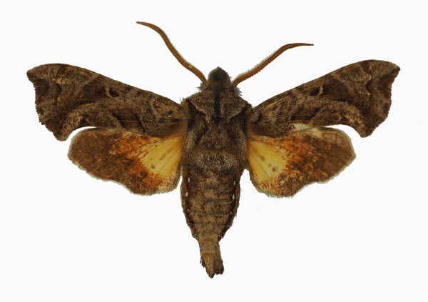 /filer/webapps/moths/media/images/M/malgassica_Sphingonaepiopsis_AM_Basquin_02.jpg