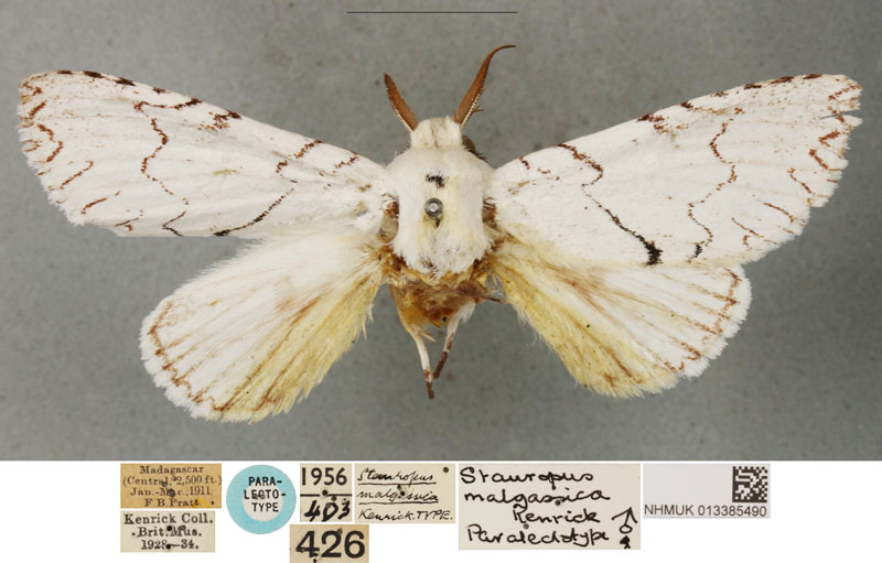 /filer/webapps/moths/media/images/M/malgassica_Stauropus_PLT_BMNH.jpg