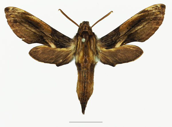 /filer/webapps/moths/media/images/M/malgassica_Theretra_AM_Basquina.jpg