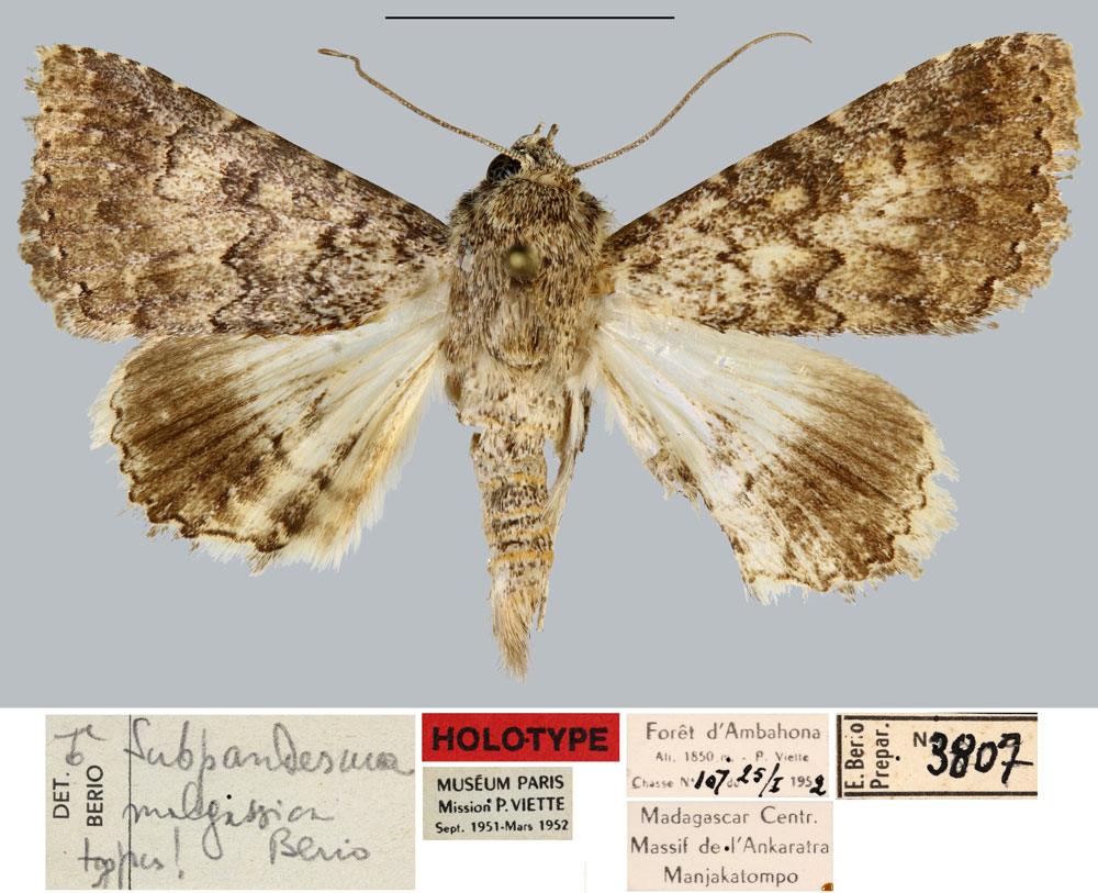 /filer/webapps/moths/media/images/M/malgassica_Thria_HT_MNHN.jpg