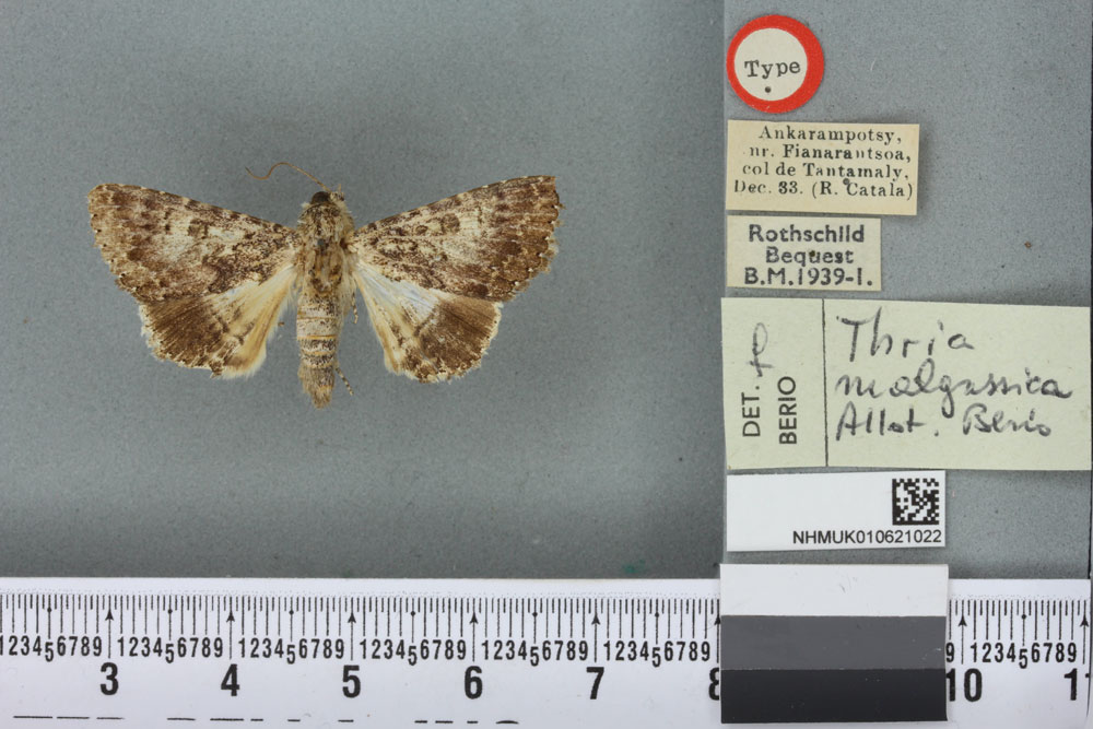 /filer/webapps/moths/media/images/M/malgassica_Thria_PT_BMNHa.jpg