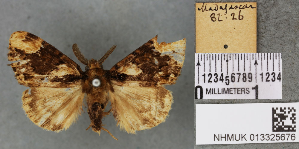 /filer/webapps/moths/media/images/M/maligna_Parorgyia_HT_BMNHa.jpg