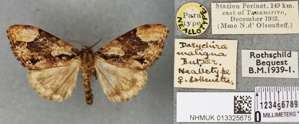 /filer/webapps/moths/media/images/M/maligna_Parorgyia_NAT_BMNHa.jpg