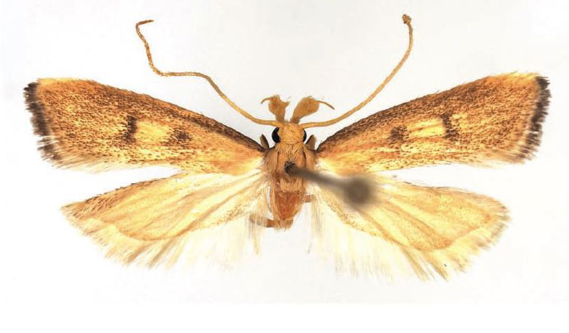 /filer/webapps/moths/media/images/M/malmoius_Corymbus_HT_NHMO.jpg