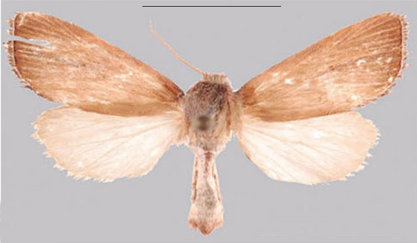 /filer/webapps/moths/media/images/M/maloukou_Sesamia_HT_MNHNa.jpg