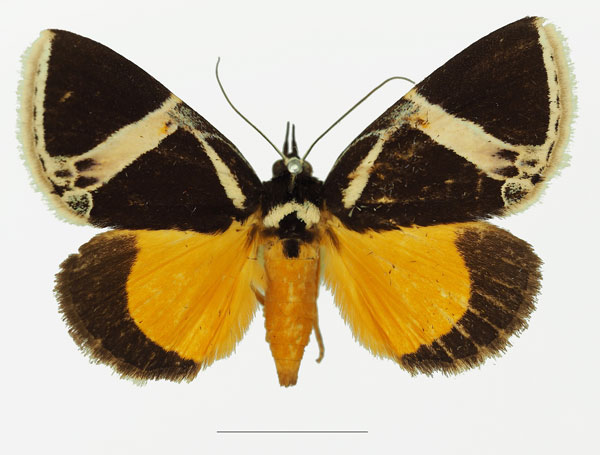/filer/webapps/moths/media/images/M/maltzanae_Fodina_AM_Basquina.jpg