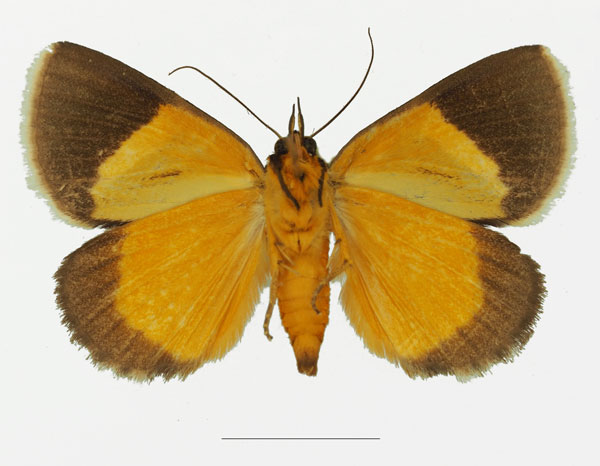 /filer/webapps/moths/media/images/M/maltzanae_Fodina_AM_Basquinb.jpg