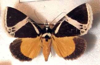 /filer/webapps/moths/media/images/M/maltzanae_Fodina_A_Basquin.jpg