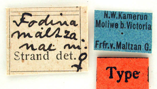/filer/webapps/moths/media/images/M/maltzanae_Fodina_HT_ZMHBl.jpg