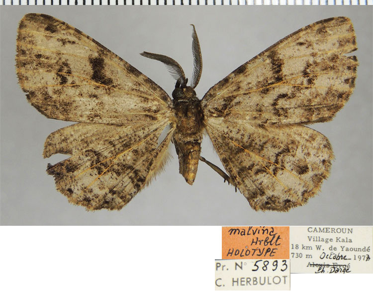 /filer/webapps/moths/media/images/M/malvina_Colocleora_HT_ZSMa.jpg