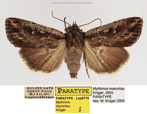 /filer/webapps/moths/media/images/M/mamohau_Mythimna_PTF_TMSA_01.jpg