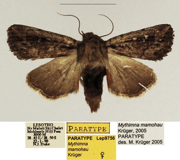 /filer/webapps/moths/media/images/M/mamohau_Mythimna_PTF_TMSA_02.jpg