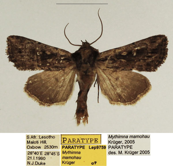 /filer/webapps/moths/media/images/M/mamohau_Mythimna_PTM_TMSA_01.jpg