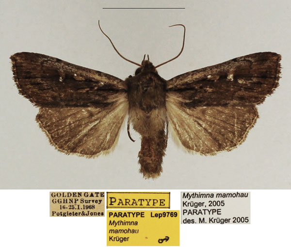 /filer/webapps/moths/media/images/M/mamohau_Mythimna_PTM_TMSA_02.jpg