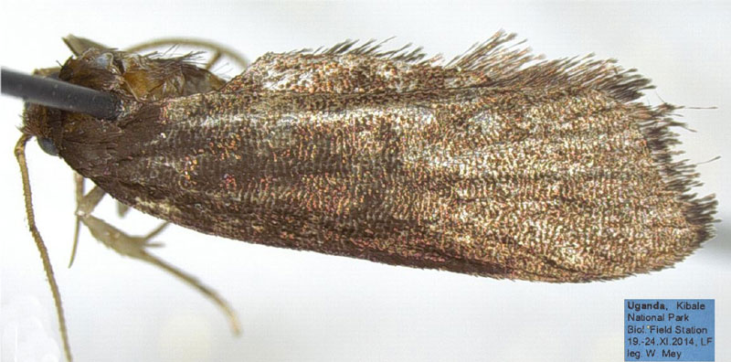 /filer/webapps/moths/media/images/M/manalis_Torodora_HT_ZMHB.jpg