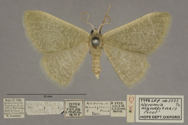 /filer/webapps/moths/media/images/M/manderensis_Neromia_PTF_OUMNHa_01.jpg