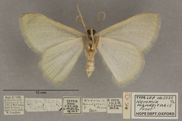 /filer/webapps/moths/media/images/M/manderensis_Neromia_PTF_OUMNHb_01.jpg