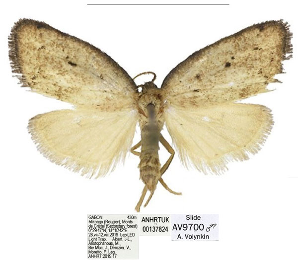 /filer/webapps/moths/media/images/M/mandibula_Spatulosia_HT_ANHRT.jpg