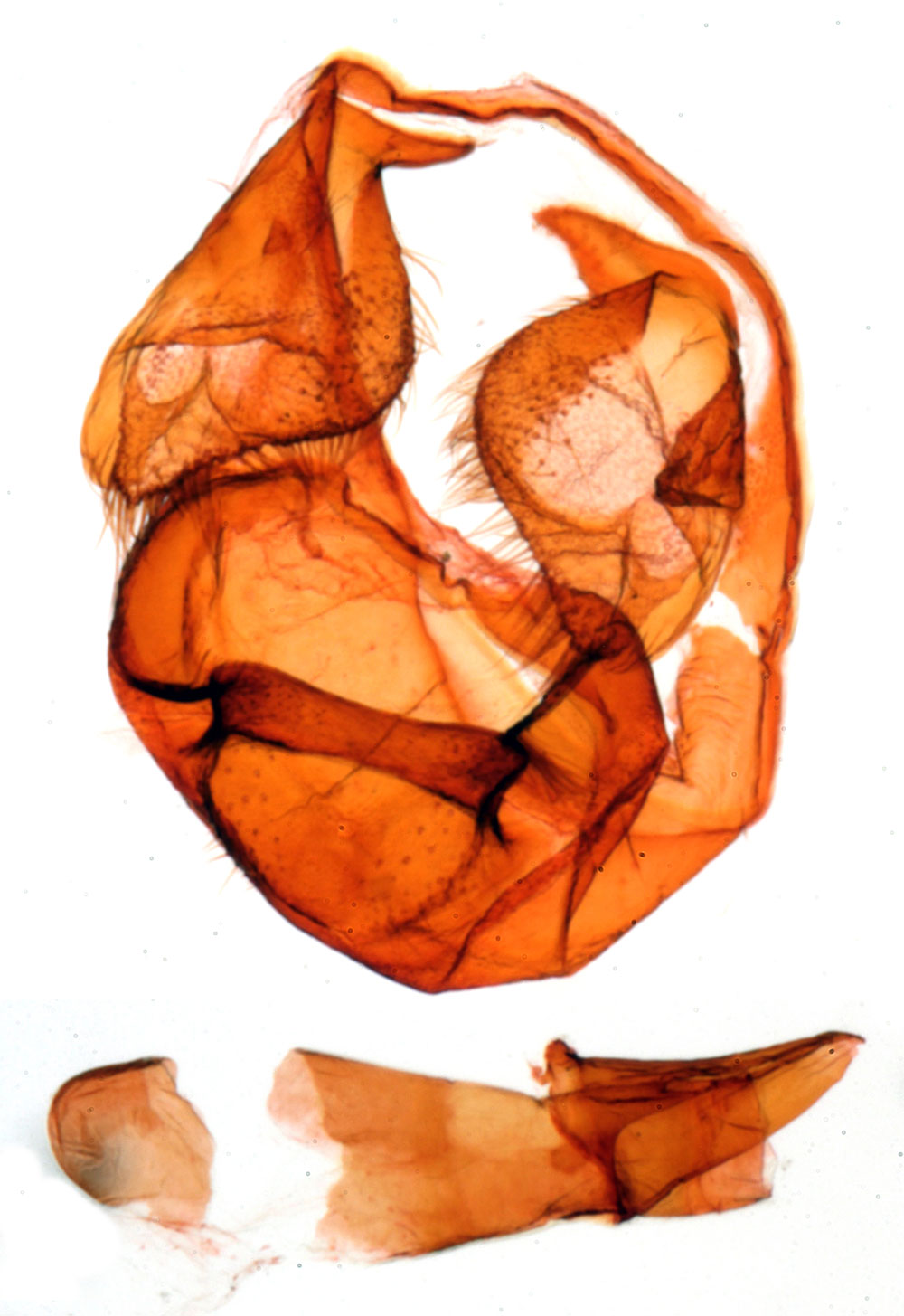 /filer/webapps/moths/media/images/M/mandraka_Gallienica_GMHT_MNHN_1084.jpg