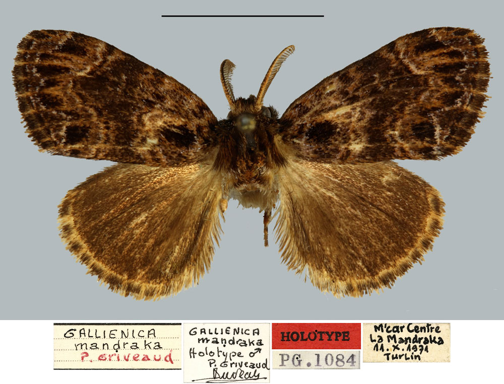 /filer/webapps/moths/media/images/M/mandraka_Gallienica_HT_MNHN.jpg