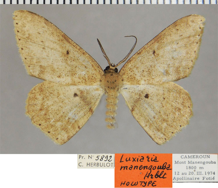 /filer/webapps/moths/media/images/M/manengouba_Luxiaria_HT_ZSMa.jpg