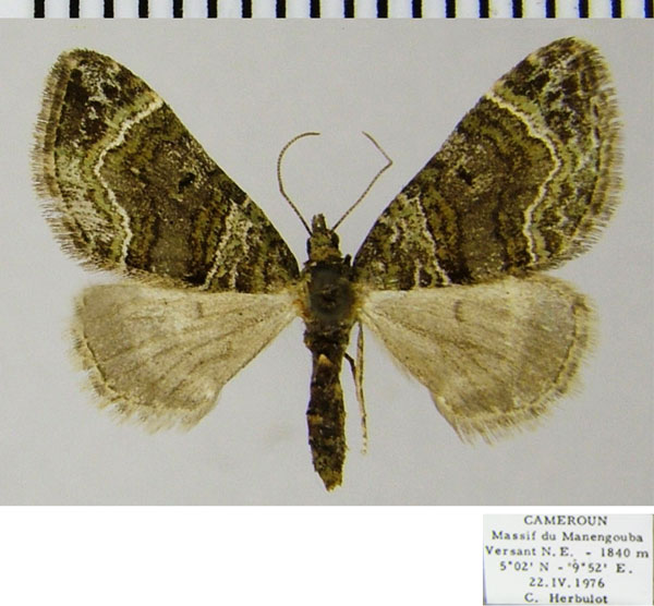 /filer/webapps/moths/media/images/M/manengouba_Piercia_AF_ZSM.jpg