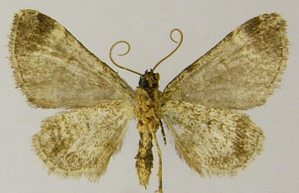 /filer/webapps/moths/media/images/M/manengouba_Piercia_HT_ZSMb.jpg