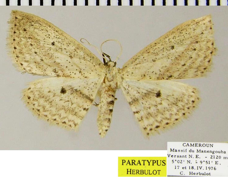 /filer/webapps/moths/media/images/M/manengouba_Scopula_PTF_ZSM.jpg