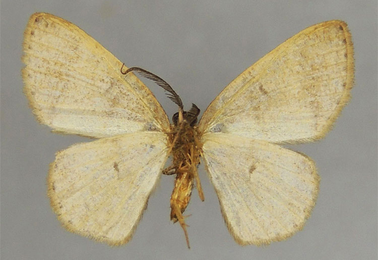 /filer/webapps/moths/media/images/M/manengouba_Xenostega_HT_ZSMb.jpg