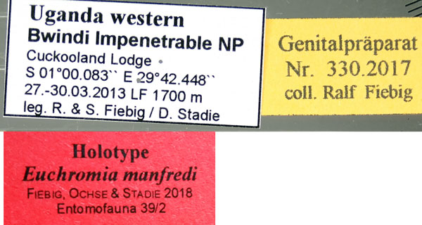 /filer/webapps/moths/media/images/M/manfredi_Euchromia_HT_ZSM_01l.jpg