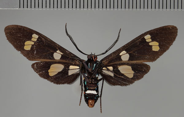 /filer/webapps/moths/media/images/M/manfredi_Euchromia_HT_ZSM_02.jpg
