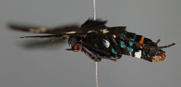 /filer/webapps/moths/media/images/M/manfredi_Euchromia_HT_ZSM_03.jpg