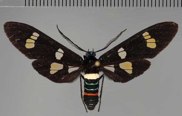 /filer/webapps/moths/media/images/M/manfredi_Euchromia_PT_ZSM_01.jpg