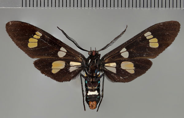 /filer/webapps/moths/media/images/M/manfredi_Euchromia_PT_ZSM_02.jpg