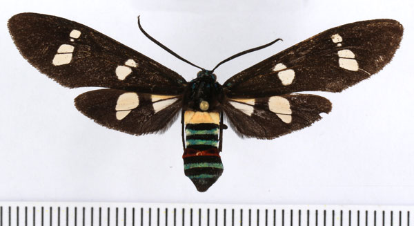 /filer/webapps/moths/media/images/M/manfredi_Euchromia_PT_ZSM_03.jpg