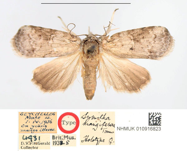 /filer/webapps/moths/media/images/M/mangifera_Symitha_HT_NHMUK.jpg