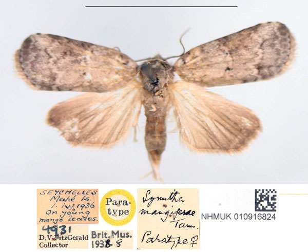 /filer/webapps/moths/media/images/M/mangifera_Symitha_PTF_NHMUK.jpg