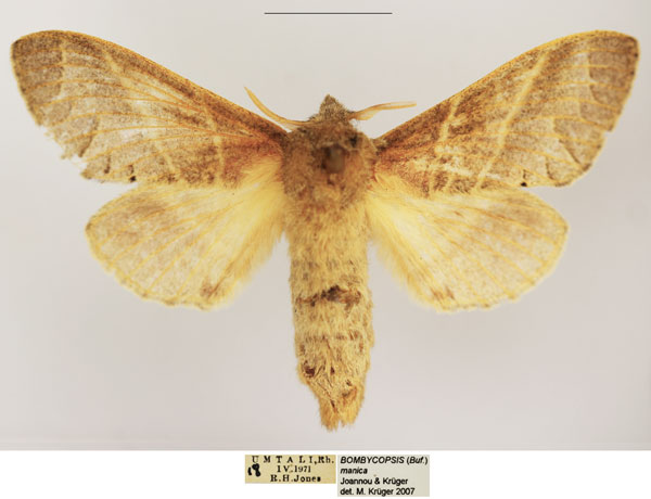/filer/webapps/moths/media/images/M/manica_Bombycopsis_AF_TMSA.jpg
