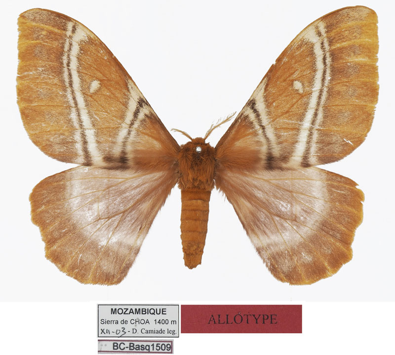 /filer/webapps/moths/media/images/M/manicaensis_Urota_AT_Basquin.jpg
