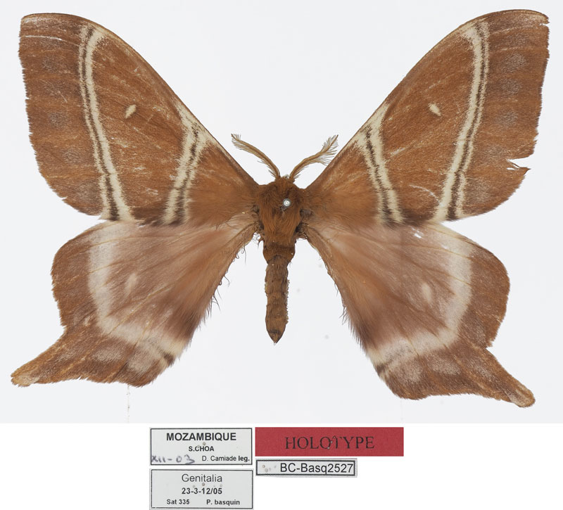 /filer/webapps/moths/media/images/M/manicaensis_Urota_HT_Basquina.jpg